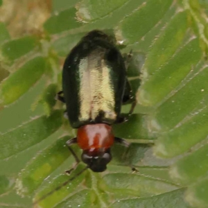 Adoxia benallae at O'Connor, ACT - 21 Oct 2023 01:31 PM