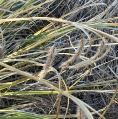 Carex fascicularis (Tassel Sedge) at Rendezvous Creek, ACT - 16 Aug 2023 by JaneR