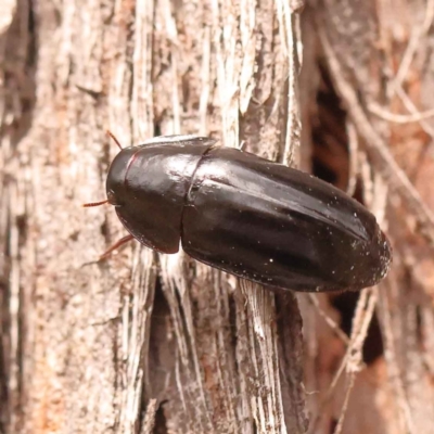 Adelotopus dytiscides (Carab beetle) at Canberra Central, ACT - 21 Oct 2023 by ConBoekel