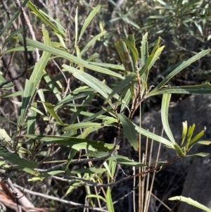 Lomatia myricoides at Rendezvous Creek, ACT - 16 Aug 2023 01:59 PM