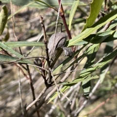 Lomatia myricoides at Rendezvous Creek, ACT - 16 Aug 2023