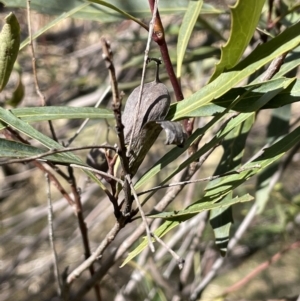 Lomatia myricoides at Rendezvous Creek, ACT - 16 Aug 2023 01:59 PM