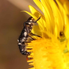 Eleale sp. (genus) (Clerid beetle) at Caladenia Forest, O'Connor - 21 Oct 2023 by ConBoekel