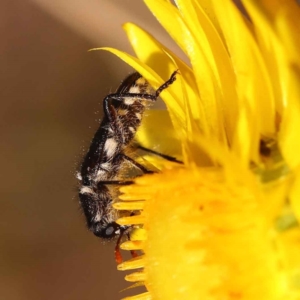 Eleale sp. (genus) at O'Connor, ACT - 21 Oct 2023