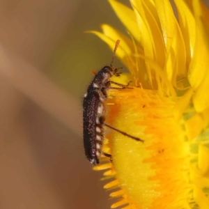 Eleale sp. (genus) at O'Connor, ACT - 21 Oct 2023