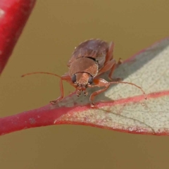 Edusella lineata (Leaf beetle) at O'Connor, ACT - 21 Oct 2023 by ConBoekel