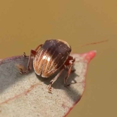 Edusella lineata at O'Connor, ACT - 21 Oct 2023 11:44 AM