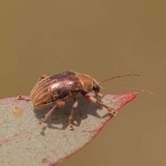 Edusella lineata at O'Connor, ACT - 21 Oct 2023 11:44 AM