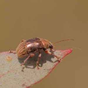 Edusella lineata at O'Connor, ACT - 21 Oct 2023 11:44 AM