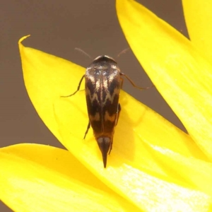 Mordellidae (family) at Canberra Central, ACT - 21 Oct 2023 11:25 AM