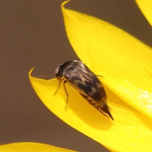 Mordellidae (family) at Canberra Central, ACT - 21 Oct 2023 11:25 AM