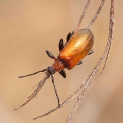 Ecnolagria grandis (Honeybrown beetle) at Caladenia Forest, O'Connor - 21 Oct 2023 by ConBoekel