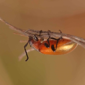 Ecnolagria grandis at O'Connor, ACT - 21 Oct 2023 11:11 AM