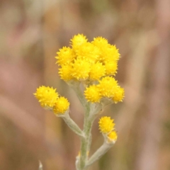 Chrysocephalum apiculatum (Common Everlasting) at Caladenia Forest, O'Connor - 21 Oct 2023 by ConBoekel