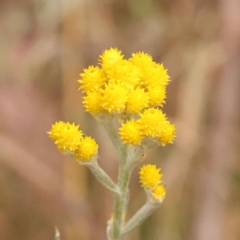 Chrysocephalum apiculatum (Common Everlasting) at Canberra Central, ACT - 21 Oct 2023 by ConBoekel
