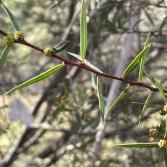 Acacia siculiformis (Dagger Wattle) at Rendezvous Creek, ACT - 16 Aug 2023 by JaneR