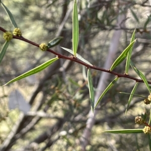 Acacia siculiformis at Rendezvous Creek, ACT - 16 Aug 2023