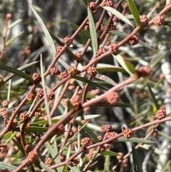 Acacia siculiformis at Rendezvous Creek, ACT - 16 Aug 2023