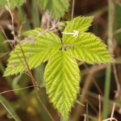 Rubus anglocandicans (Blackberry) at O'Connor, ACT - 21 Oct 2023 by ConBoekel