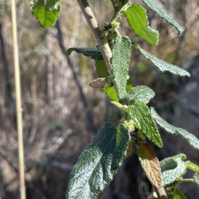 Gynatrix pulchella (Hemp Bush) at Rendezvous Creek, ACT - 16 Aug 2023 by JaneR