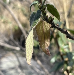 Gynatrix pulchella at Rendezvous Creek, ACT - 16 Aug 2023 01:33 PM