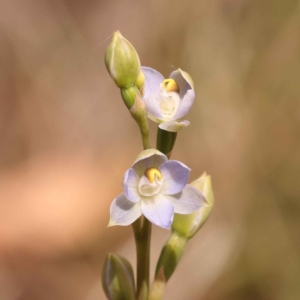 Thelymitra brevifolia at Caladenia Forest, O'Connor - 21 Oct 2023