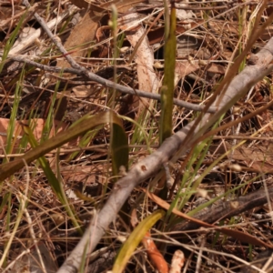 Thelymitra brevifolia at Caladenia Forest, O'Connor - suppressed