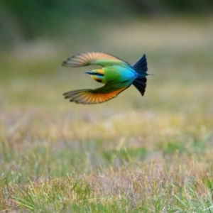 Merops ornatus at Brunswick Heads, NSW - 19 Oct 2023