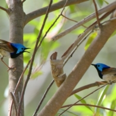 Malurus lamberti (Variegated Fairywren) at Brunswick Heads, NSW - 20 Oct 2023 by macmad