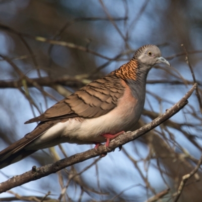 Geopelia humeralis (Bar-shouldered Dove) at Brunswick Heads, NSW - 21 Oct 2023 by macmad