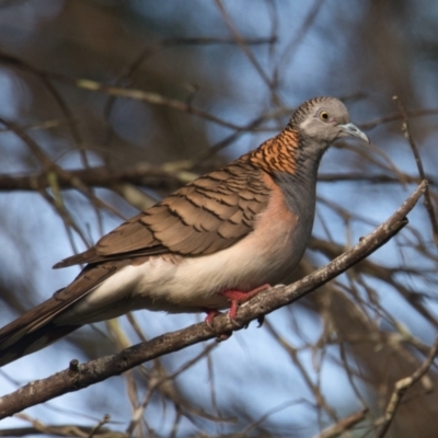 Geopelia humeralis (Bar-shouldered Dove) at Brunswick Heads, NSW - 20 Oct 2023 by macmad