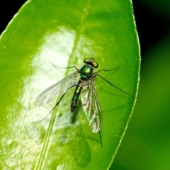 Heteropsilopus sp. (genus) (A long legged fly) at Fisher, ACT - 22 Oct 2023 by Paul57