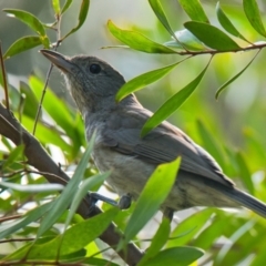 Colluricincla rufogaster (Rufous Shrikethrush) at Brunswick Heads, NSW - 21 Oct 2023 by macmad