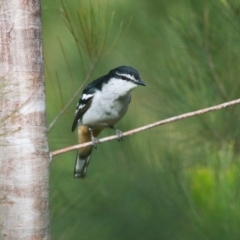 Lalage leucomela (Varied Triller) at Brunswick Heads, NSW - 20 Oct 2023 by macmad