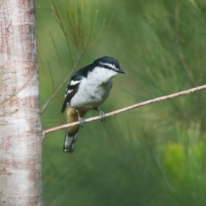 Lalage leucomela at Brunswick Heads, NSW - 21 Oct 2023