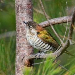 Chrysococcyx lucidus (Shining Bronze-Cuckoo) at Brunswick Heads, NSW - 21 Oct 2023 by macmad