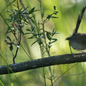 Malurus lamberti at Brunswick Heads, NSW - 21 Oct 2023 05:18 PM