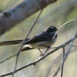 Rhipidura albiscapa at Brunswick Heads, NSW - 21 Oct 2023