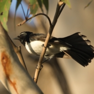 Rhipidura leucophrys at Brunswick Heads, NSW - 21 Oct 2023