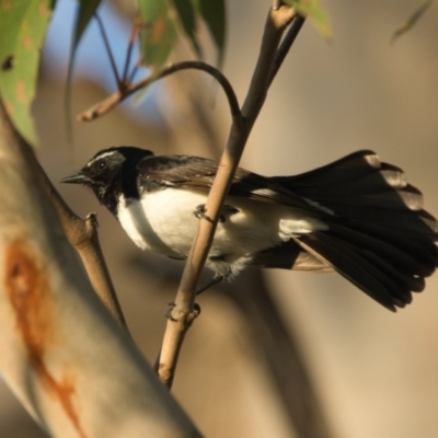 Rhipidura leucophrys (Willie Wagtail) at Wallum - 21 Oct 2023 by macmad