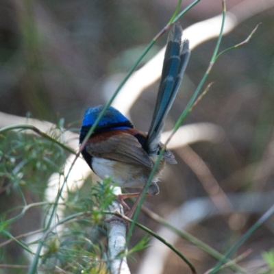 Malurus lamberti (Variegated Fairywren) at Brunswick Heads, NSW - 22 Oct 2023 by macmad