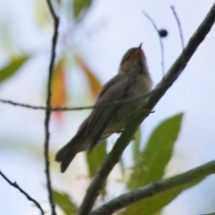 Myzomela sanguinolenta (Scarlet Honeyeater) at Brunswick Heads, NSW - 21 Oct 2023 by macmad