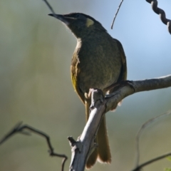 Meliphaga lewinii (Lewin's Honeyeater) at Brunswick Heads, NSW - 21 Oct 2023 by macmad