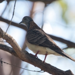 Geopelia humeralis at Brunswick Heads, NSW - 22 Oct 2023