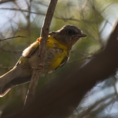 Eopsaltria australis (Eastern Yellow Robin) at Brunswick Heads, NSW - 21 Oct 2023 by macmad