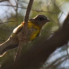 Eopsaltria australis (Eastern Yellow Robin) at Brunswick Heads, NSW - 22 Oct 2023 by macmad