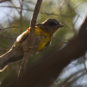 Eopsaltria australis at Brunswick Heads, NSW - 22 Oct 2023 09:10 AM