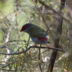 Neochmia temporalis (Red-browed Finch) at Brunswick Heads, NSW - 21 Oct 2023 by macmad