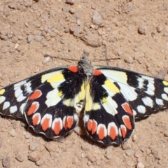 Delias aganippe (Spotted Jezebel) at Namadgi National Park - 23 Oct 2023 by FeralGhostbat