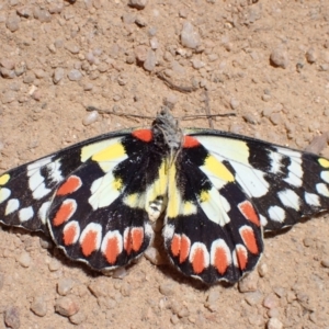 Delias aganippe at Rendezvous Creek, ACT - 23 Oct 2023 12:04 PM